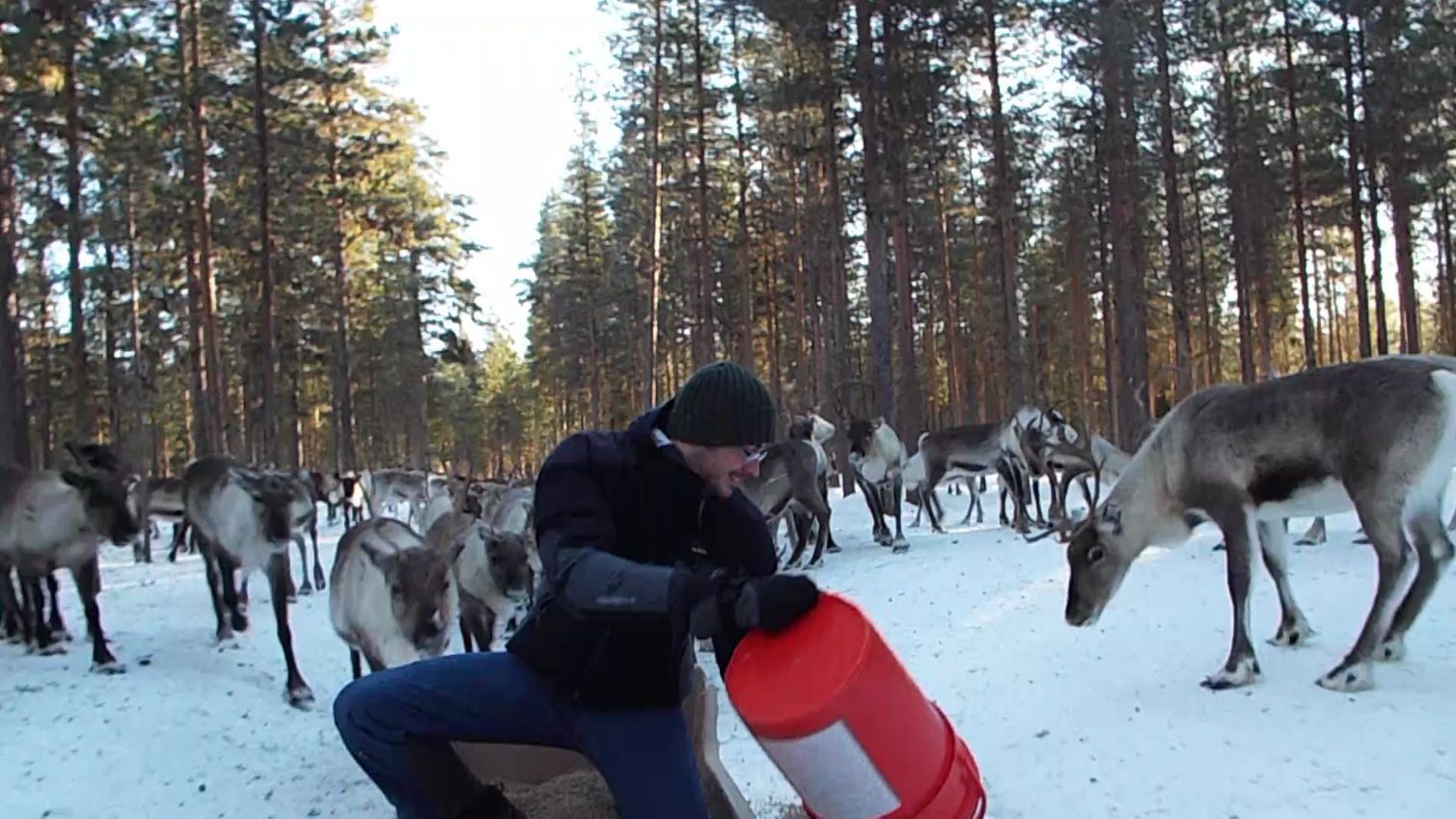Reindeers Farm, Lapland 2016